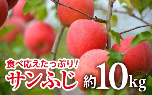 【令和8年産先行予約】 JA りんご 「サンふじ」 約10kg (28～40