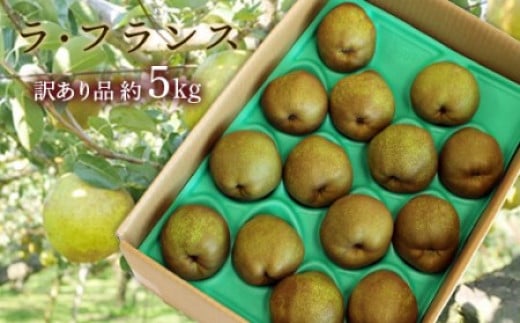 【令和7年産先行予約】 〈訳あり品 家庭用〉 ラ・フランス 