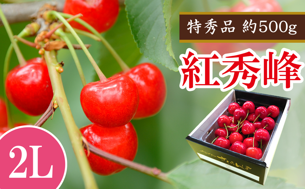 【令和8年産先行予約】 さくらんぼ 「紅秀峰」 約500g (特秀 