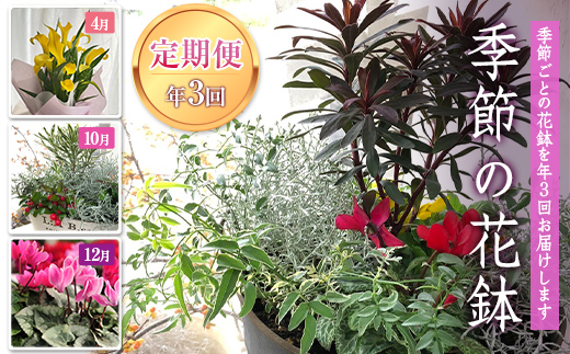  《定期便3回》 南陽市商工会女性部プロデュース 【癒しの