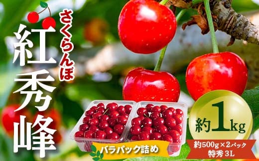 【令和7年産先行予約】 さくらんぼ 「紅秀峰」 約1kg (約500g