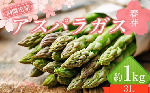 【令和8年産先行予約】 アスパラガス (春芽) 約1kg (3Lサイズ 