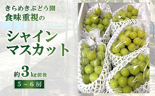 【令和8年産先行予約】 シャインマスカット 3kg前後 (5～6房