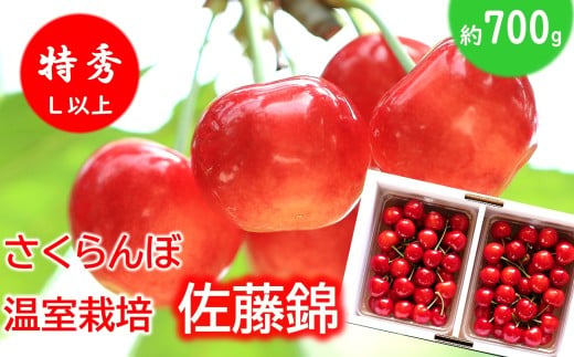 【令和8年産先行予約】 温室さくらんぼ 「佐藤錦」 約700g (