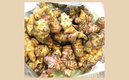 生 菊芋 2kg 《令和7年11月上旬～発送》 『漆山果樹園』 山形