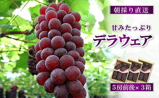【令和8年産先行予約】 朝どりデラウェア 3箱 (1箱5房前後入