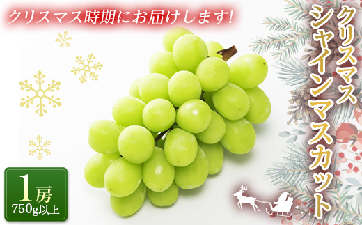 【令和7年産先行予約】 クリスマス シャインマスカット 750g