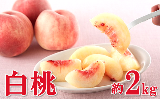 【令和8年産先行予約】 白桃 約2kg (4～10玉 秀) 《令和8年8月
