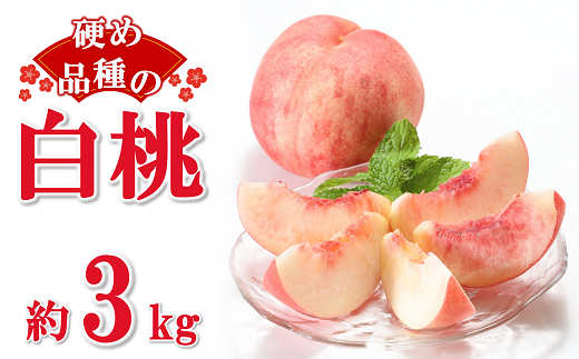 【令和8年産先行予約】 硬めの白桃 約3kg (6～15玉 秀) 《令和