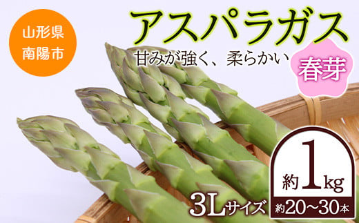 【令和8年産先行予約】 アスパラガス (春芽) 約1kg (3Lサイズ