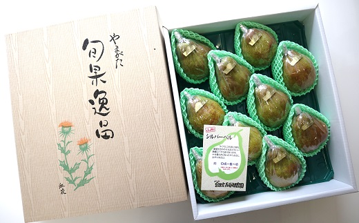 【令和7年産先行予約】 大玉 シルバーベル 約5kg (8～10玉 特