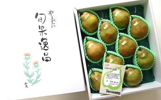 【令和7年産先行予約】 大玉 シルバーベル 約5kg (8～10玉 秀)