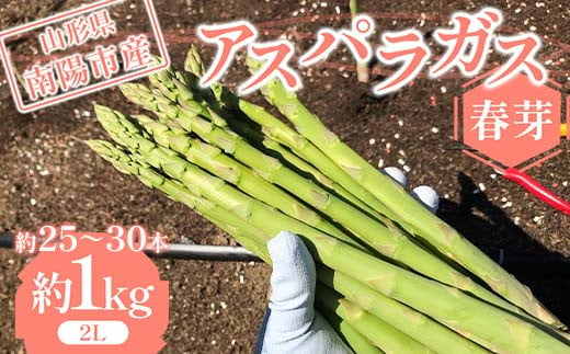 【令和8年産先行予約】 アスパラガス （春芽） 約1kg （2Lサ