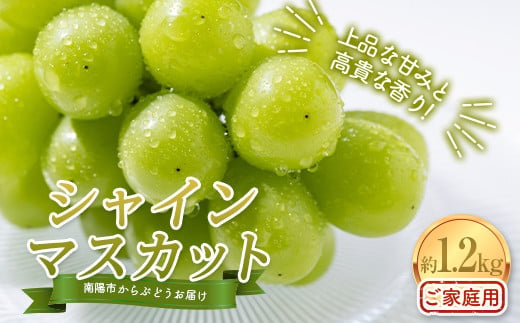 【令和8年産先行予約】〈家庭用〉 シャインマスカット 約1.