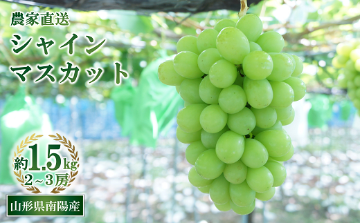 【令和8年産先行予約】 シャインマスカット 約1.5kg (2～3房