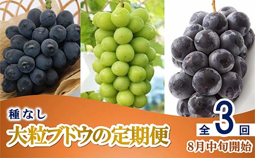 【令和8年産先行予約】 《定期便3回》 種無し大粒ブドウ 定