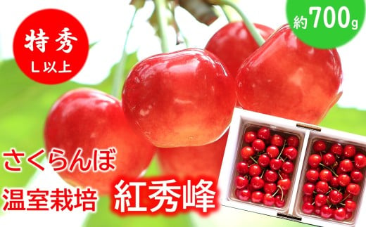 【令和8年産先行予約】 温室さくらんぼ 「紅秀峰」 約700g (