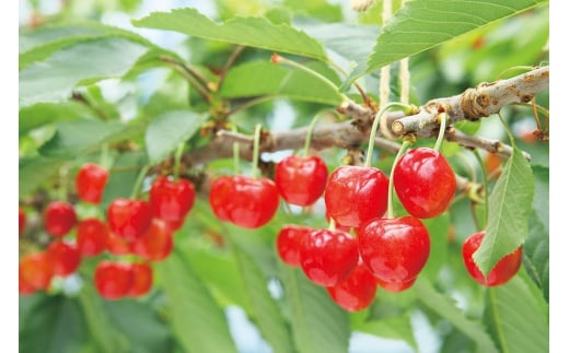 《先行予約》2026年 山形県産 特選紅秀峰 桐箱詰め 約300g 2L以上 やまのべ多田耕太郎のさくらんぼ サクランボ F20A-049