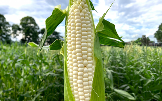 《先行予約》2026年 山形県産 ホワイトコーン 1.6kg(4~6本）生で味わう 白とうもろこし トウモロコシ コーン 夏 野菜 やさい ※沖縄・離島への配送不可 F21A-243