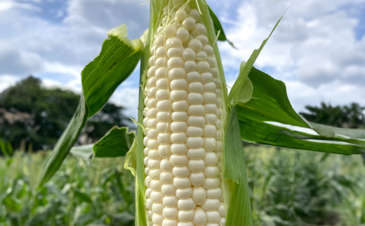 《先行予約》2026年 山形県産 ホワイトコーン 2.7kg(7~9本）生で味わう 白とうもろこし トウモロコシ コーン 夏 野菜 やさい ※沖縄・離島への配送不可 F21A-244