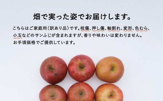 【先行予約】サンふじ ご家庭用 5kg 令和8年産 2026年産 りんご サンふじ 山形県産 果物 送料無料 ※沖縄・離島への配送不可 ns-risfw5