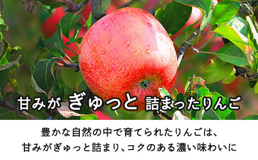 【先行予約】りんご サンふじ 秀品程度 約10kg(24~50玉) 2026年産 山形県産 甘い シャキシャキ 食感 リンゴ 林檎 フルーツ 果物 果樹 ※沖縄・離島への配送不可