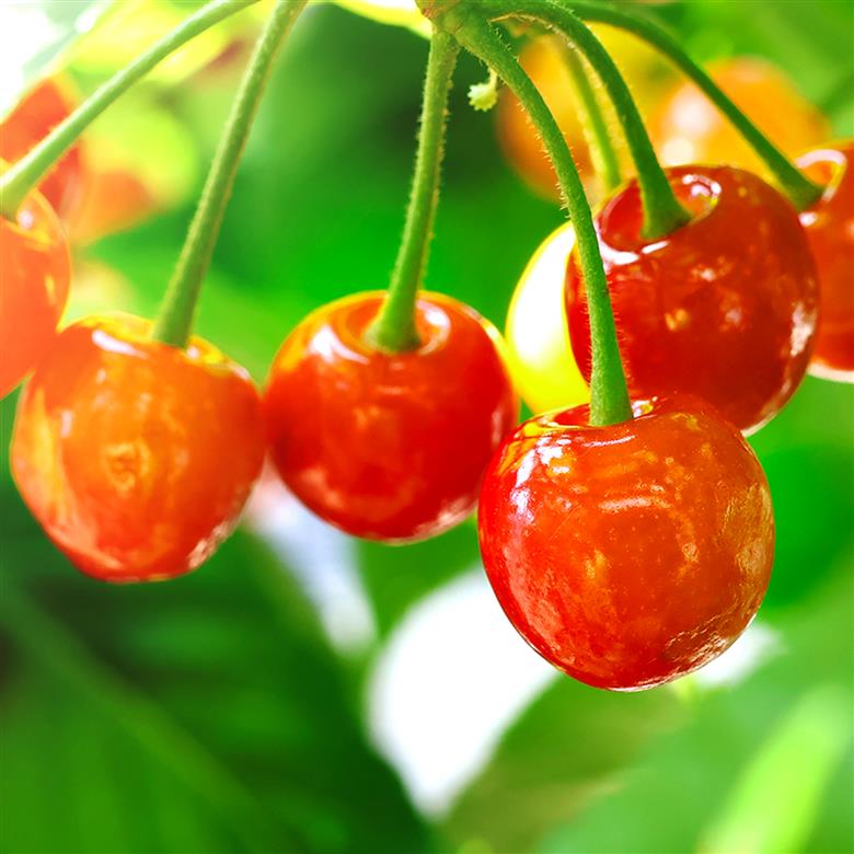 【先行予約】さくらんぼ 品種おまかせ 秀品 約1080g 令和8年産 2026年産 山形県産 フルーツ 果物 tf-saos1080