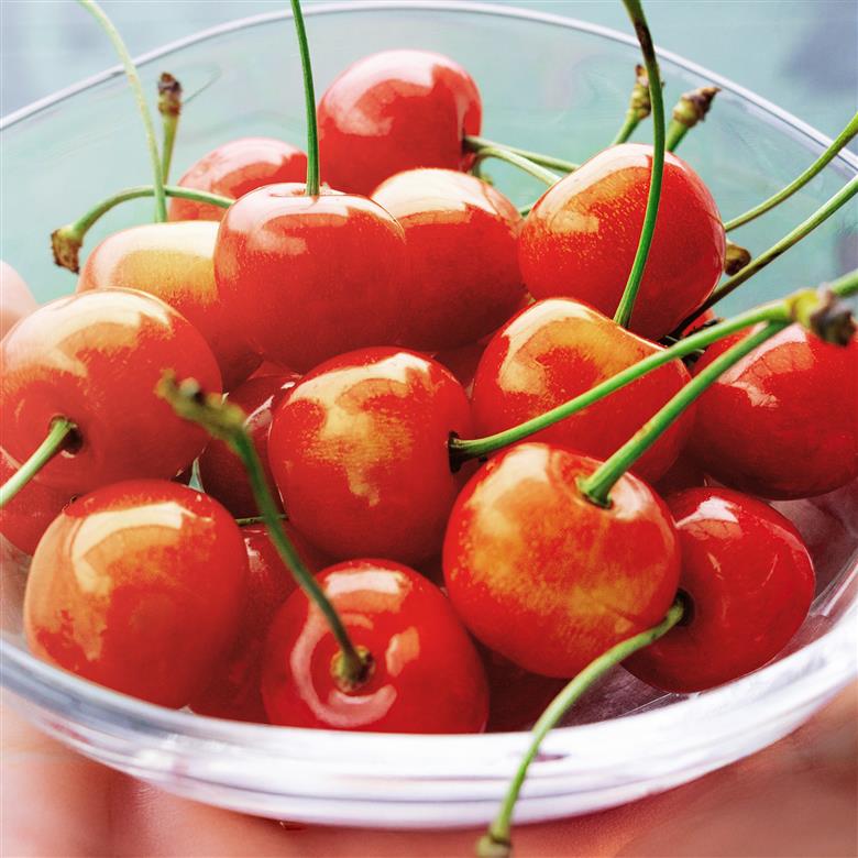 【先行予約】 ご家庭用 さくらんぼ 佐藤錦 秀品 M玉以上 約540g 令和8年産 2026年産 山形県産 フルーツ 果物 tf-snpsm540