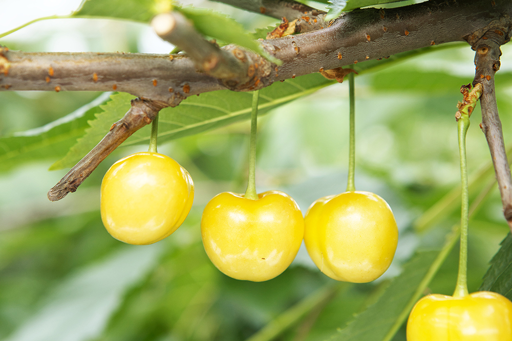 《先行予約》2026年 山形県産 特選月山錦 桐箱詰め約1100g やまのべ多田耕太郎のさくらんぼ サクランボ F20A-064