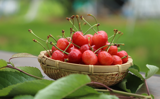 ≪先行予約≫ 2026年 山形県産 さくらんぼ 佐藤錦 バラ詰め 700g 秀 L～2L混合 2026年6月中旬頃から順次発送 サクランボ フルーツ くだもの 果物 F21A-433