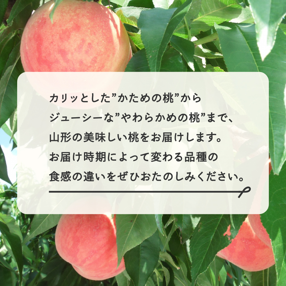 【先行予約】【春始まり】楓 フルーツ 定期便 全4回 さくらんぼ 佐藤錦 もも 白桃 ぶどう シャインマスカット ギフト ラ・フランス 果物 2026年産 山形県産 mm-ft4xx