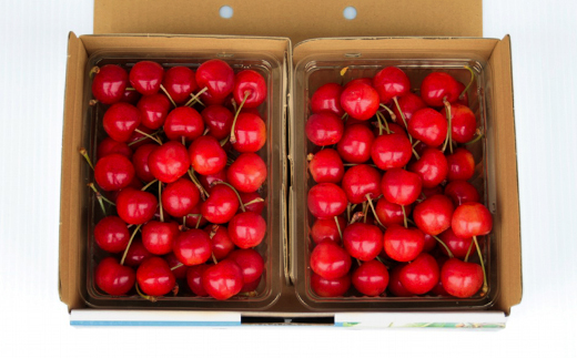 《先行予約》 山形県産 さくらんぼ 佐藤錦 バラパック詰 秀 Ｌ玉以上 1kg (500g×2) 2026年6月中旬から順次発送 果物 フルーツ nf-snbpx500x2