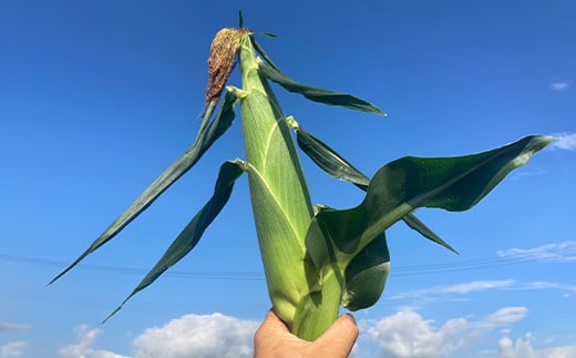 《先行予約》2026年 山形県産 ホワイトコーン ピュアホワイト 3.3kg(9～13本）生で味わう 白とうもろこし トウモロコシ コーン 夏 野菜 やさい ※沖縄・離島への配送不可 ot-cnwwx3300