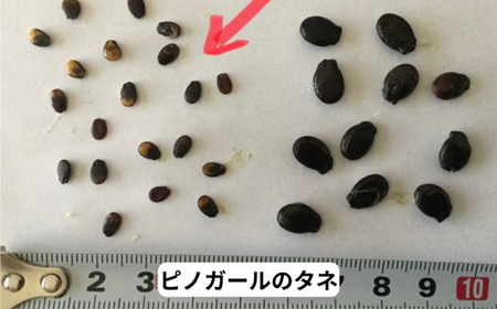 ≪先行予約≫ 農業者支援 ご家庭用 2026年 山形県産 小玉スイカ ピノガール 1玉(2kg以上) すいか スイカ 西瓜 果物 野菜 訳あり ot-supgx1