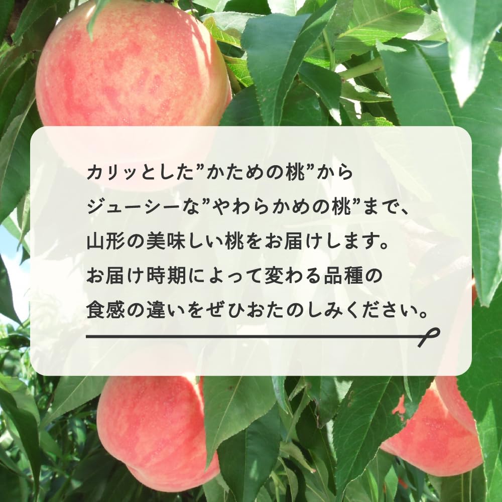 【先行予約】【フルーツ定期便】品種おまかせさくらんぼ・品種おまかせ白桃・サンふじ 秀品 全3回 果物 くだもの 山形県 山辺町 送料無料 tf-ft3shr-as ※沖縄・離島への配送不可