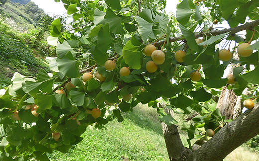 ≪先行予約≫2025年 山形県産 銀杏 殻付き 2L 約1kg（200g×5パック） 2025年10月上旬から順次発送 ぎんなん おつまみ 真空パック 個包装 小分け 秋 野菜 F20A-731