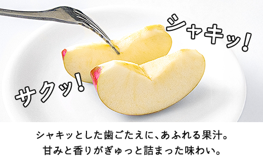 【先行予約】りんご サンふじ ご家庭用 約10kg(24~50玉) 2026年産 山形県産 甘い シャキシャキ 食感 リンゴ 林檎 フルーツ 果物 果樹 ※沖縄・離島への配送不可