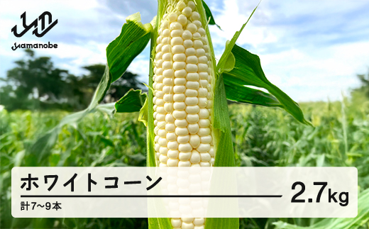 《先行予約》2026年 山形県産 ホワイトコーン 2.7kg(7~9本）生で味わう 白とうもろこし トウモロコシ コーン 夏 野菜 やさい ※沖縄・離島への配送不可 F21A-244