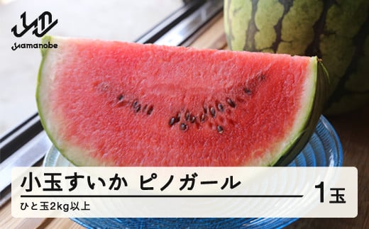 《先行予約》2026年 山形県産 お子さんに大人気！小玉スイカ「ピノガール」 1玉（2kg以上） すいか スイカ 西瓜 フルーツ 果物 野菜 F21A-245