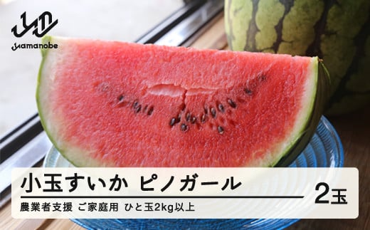 ≪先行予約≫ 農業者支援 ご家庭用 2026年 山形県産 小玉スイカ ピノガール 2玉(2kg以上) 2026年7月上旬から順次発送 すいか スイカ 西瓜 果物 野菜 訳あり F21A-428