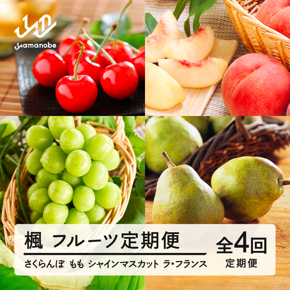 【先行予約】【春始まり】楓 フルーツ 定期便 全4回 さくらんぼ 佐藤錦 もも 白桃 ぶどう シャインマスカット ギフト ラ・フランス 果物 2026年産 山形県産 mm-ft4xx