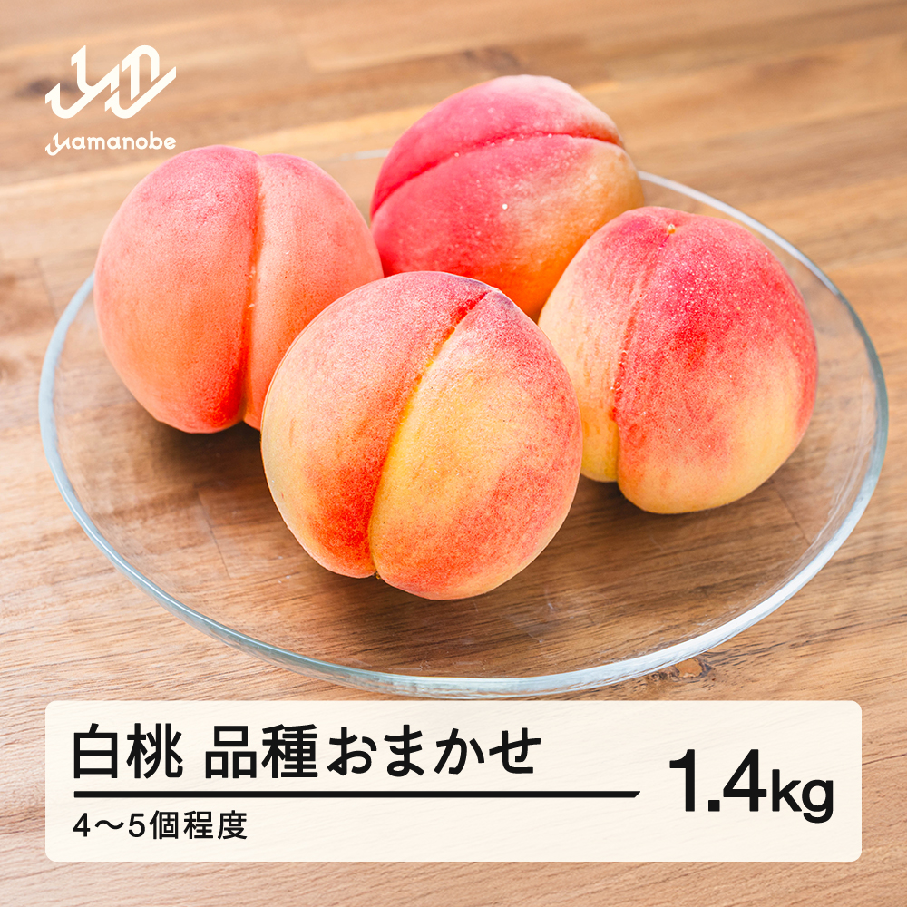 【先行予約】もも 白桃 品種おまかせ 約1.4kg 令和8年産 2026年産 山形県産 果物 送料無料 mm-mokox1400 ※沖縄・離島への配送不可