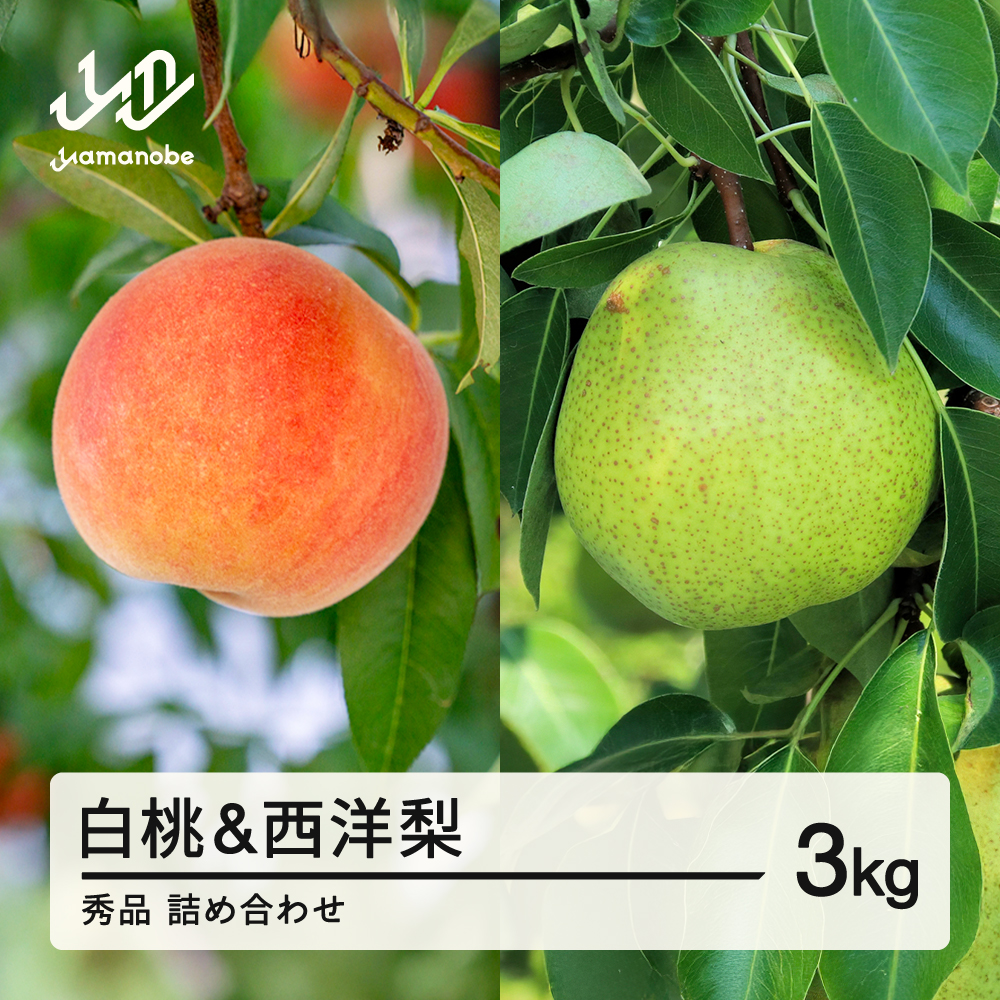 《先行予約》2026年 山形県産 白桃 & 西洋梨 詰め合わせ 秀品 品種おまかせ もも 約3kg 令和8年産 ※沖縄・離島への配送不可 ns-fshyx3