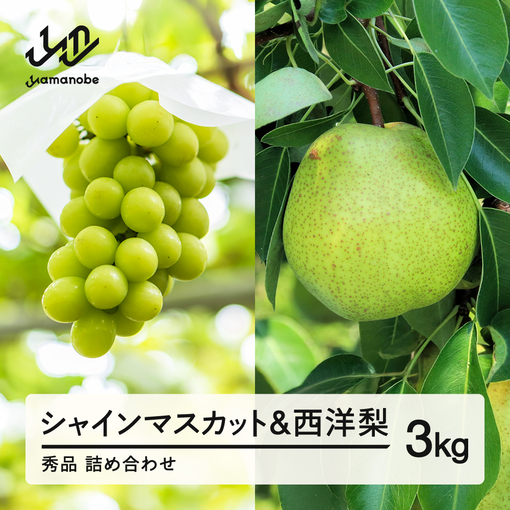 《先行予約》シャインマスカット 秀品 & 西洋梨 詰め合わせ 3kg 令和8年産 2026年産 果物 梨 洋梨 ※沖縄・離島への配送不可　ns-fssyx3
