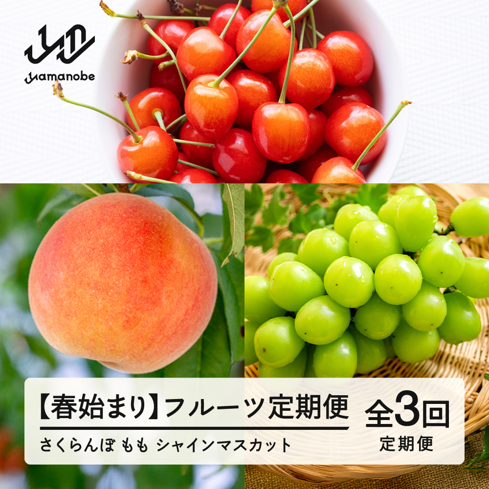【先行予約】【春始まり】フルーツ定期便 全3回 2026産 令和8年産 さくらんぼ 佐藤錦 白桃 ぶどう シャインマスカット 果物 送料無料 ns-ft3xx-sp ※沖縄及び離島への配送不可