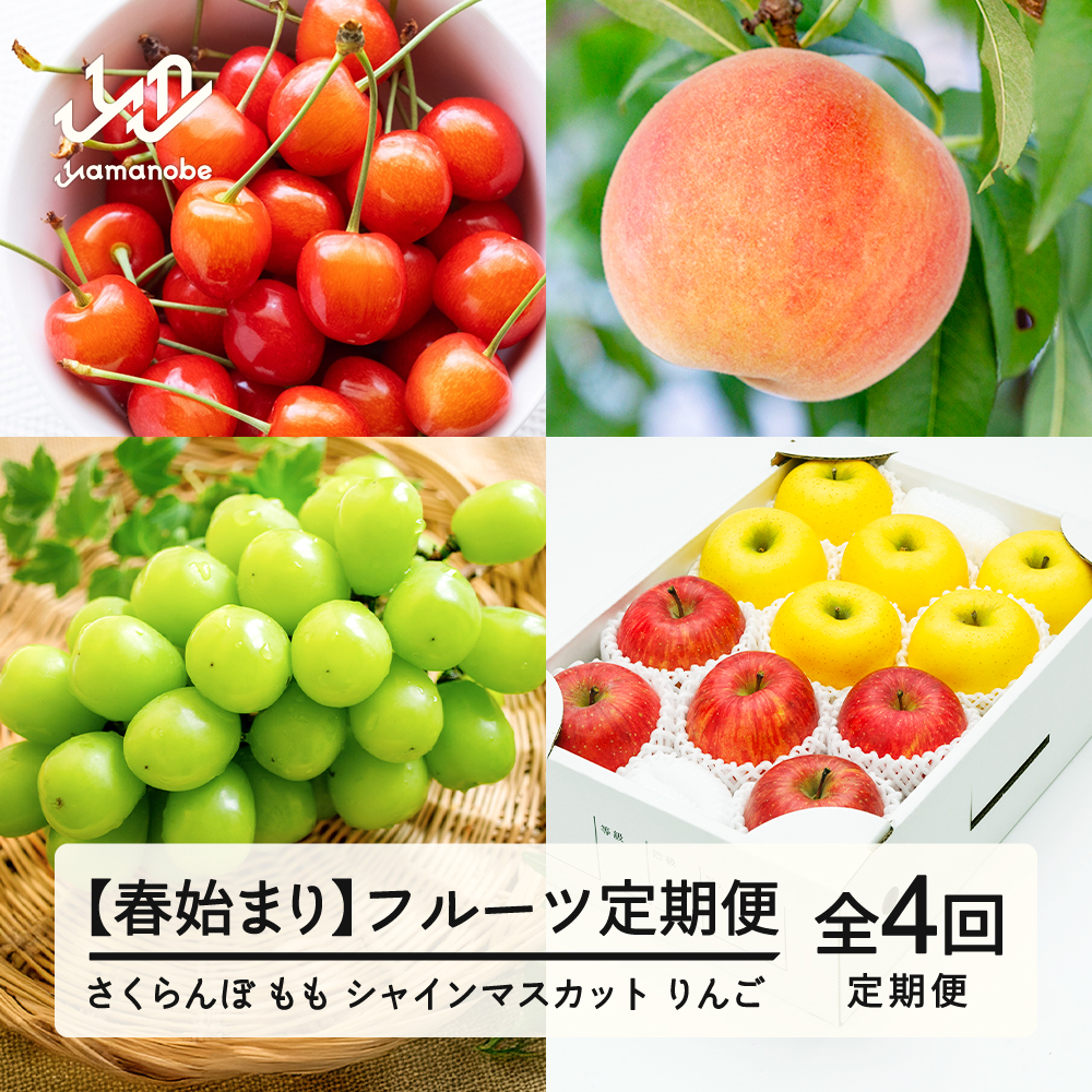 【先行予約】【春始まり】フルーツ定期便 全4回 2026産 令和8年産 さくらんぼ 佐藤錦 白桃 ぶどう シャインマスカット りんご サンふじ シナノゴールド 果物 送料無料 ns-ft4xx-sp ※沖縄及び離島への配送不可
