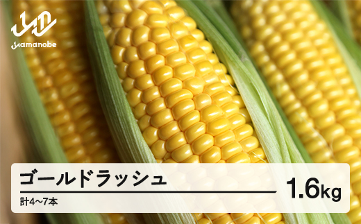 《先行予約》2026年 山形県産 ゴールドラッシュ 1.6kg(4-7本）とうもろこし トウモロコシ コーン 夏 野菜 やさい ※沖縄・離島への配送不可 送料無料 ot-cngxx1600
