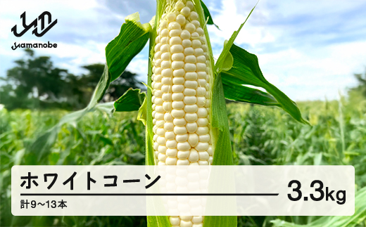 《先行予約》2026年 山形県産 ホワイトコーン ピュアホワイト 3.3kg(9～13本）生で味わう 白とうもろこし トウモロコシ コーン 夏 野菜 やさい ※沖縄・離島への配送不可 ot-cnwwx3300