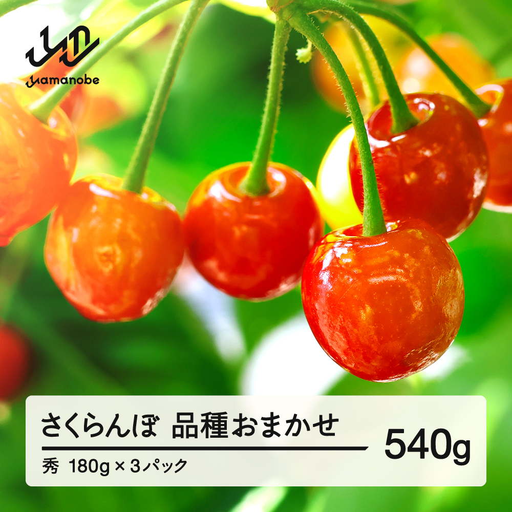 【先行予約】 さくらんぼ 品種おまかせ 秀品 約540g 令和8年産 2026年産 山形県産 フルーツ 果物 tf-saos540