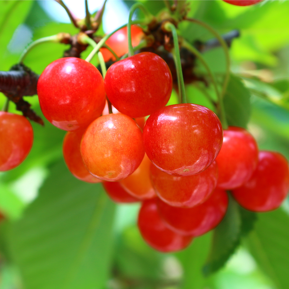 【農業者支援】≪先行予約≫ ご家庭用 2024年 山形県産 さくらんぼ 佐藤錦 フードパック 800g（200g×4） 秀 Mサイズ（小さめ） 2024年6月中旬から順次発送 F21A-438